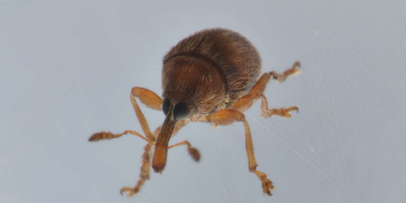 Nanophyes brevis (Nanophyidae) e Acalles parvulus temperei (Curculionidae)